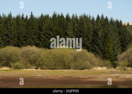 Llwyn Onn Reservation, Merthyr Tydfil, Galles del Sud, Regno Unito. 11 aprile 2025. Meteo nel Regno Unito: Pomeriggio caldo con livelli dell'acqua leggermente inferiori. Crediti: Andrew Bartlett/Alamy Live News Foto Stock
