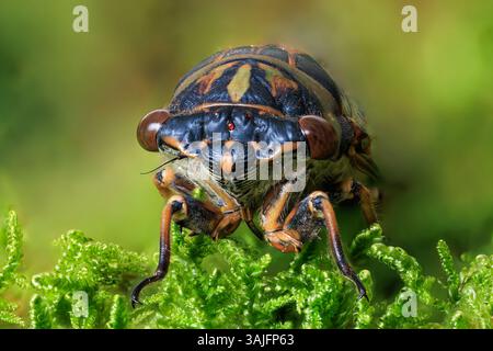 Immagine macro di una Cicada Dog Day che riposa sul muschio in un bosco vicino a Halifax, nuova Scozia, Canada. Foto Stock
