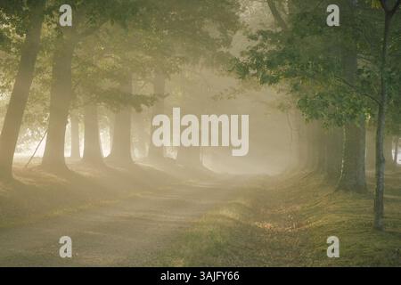 Una nebbiosa scena mattutina in una foresta, dove la luce del sole filtra tra tra gli alberi, illuminando un sentiero avvolto dalla nebbia. L'atmosfera è serena e magica Foto Stock