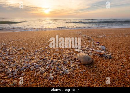 Conchiglie sulla spiaggia con il sole che sorge sullo sfondo Foto Stock