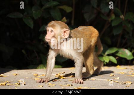 Macachi selvaggi del Rhesus a piedi nel parco della foresta tropicale sull'isola di Hainan Foto Stock