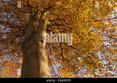 Guardando il tronco di un faggio nella sua tettoia di foglie d'autunno Foto Stock