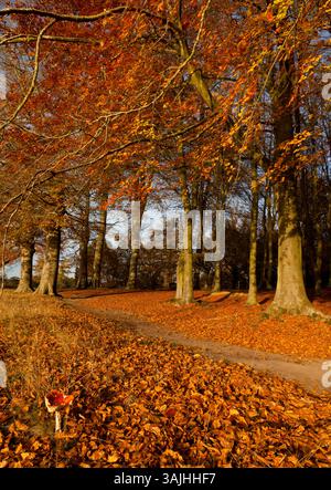 Russetto autunnale foglie di faggio colorate e sgabello di toadsgabello Foto Stock