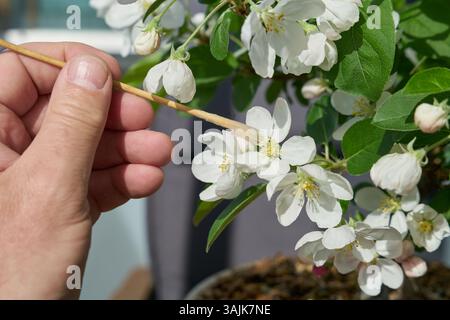 Impollinazione artificiale della fioritura di un bonsai di melo Malus Evereste in primavera con un piccolo pennello Foto Stock
