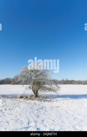 Paesaggio invernale nel parco cittadino di Rotehorn a Magdeburgo con un biancospino, Crataegus monogyna in primo piano Foto Stock