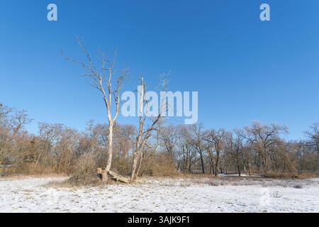 Acero sicomoro morto Acer pseudoplatanus, nel parco cittadino di Rotehorn, Stadtpark a Magdeburgo in inverno Foto Stock