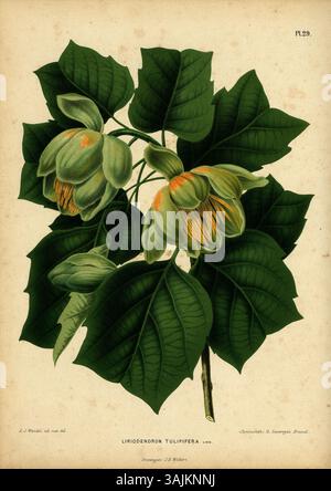 La tavola 29 della pubblicazione del 1868 "Flora" di Heinrich Witte e Abraham Jacobus Wendel raffigura Liriodendron tulipifera, noto anche come l'albero dei tulipani. Questa illustrazione cromolitografica mostra le foglie e i fiori distintivi dell'albero. Foto Stock