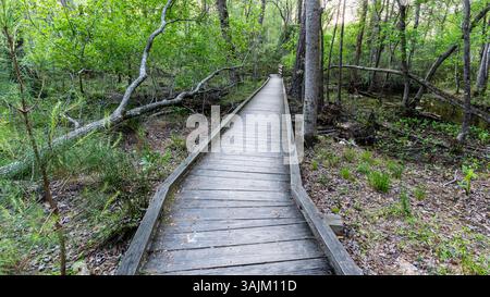 Un ponte di legno su un sentiero forestale. Il ponte è ricoperto di muschio e contiene alcuni buchi. Il sentiero è circondato da alberi e cespugli Foto Stock