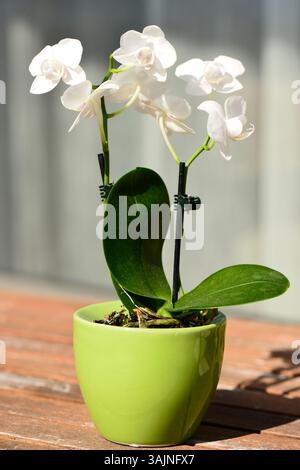 Mini orchidea bianca di Phalaenopsis in vaso verde, pianta d'casa, orchidee in miniatura, mini orchidee in vaso, fiore di Phalaenopsis; orchidea in fiore bianca, pianta Zen Foto Stock