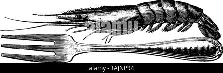 Incisione vintage di un gambero e illustrazione della forchetta. Illustrazione Vettoriale