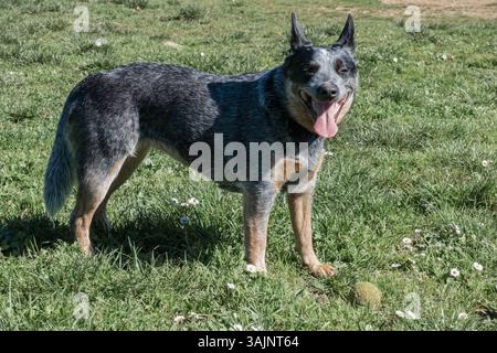 Bunji, il cane australiano Blue heeler che gioca su un prato Foto Stock