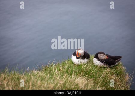Coppia di pulcinelle di mare dell'Atlantico (Fratercula arctica, puffin comune), sedute e nidificate sulle scogliere erbose Latrabjarg in Islanda con acque dell'Oceano Atlantico. Foto Stock