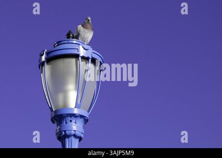 Piccione arroccato su un'illuminazione stradale cittadina con pareti colorate luminose sullo sfondo Foto Stock