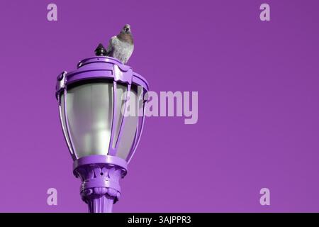 Uccello della città seduto su una lampada urbana con pareti colorate o murali dietro Foto Stock
