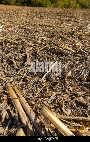 stoppia secca lasciata dopo la raccolta del mais nella stagione autunnale, stoppia di mais alta spessa e molto dura in un campo agricolo, primo piano Foto Stock