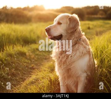 Happy Golden Retriever Playing in A Field at Sunset, che mostra le sue splendide caratteristiche di puro richiamo Foto Stock