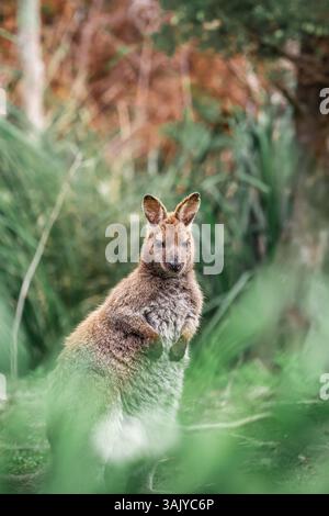 Il wallaby di a Bennett si ferma tra la fitta vegetazione di Bruny Island, Tasmania, evidenziando il suo habitat naturale nella foresta pluviale e le caratteristiche distintive. Foto Stock
