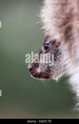 Un profilo ravvicinato di un giovane Bennett's Wallaby joey annidato tra il fogliame di Bruny Island, Tasmania, che mostra intricati dettagli della sua pelliccia e della morbida fe Foto Stock