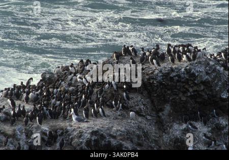9 maggio 2003 - Newport , OR, USA - NELLA FOTO: Murres, Cormorants, Guillemots e altri uccelli della costa del Pacifico che nidificano sulle rocce al largo di Yaquina. Negli ultimi anni questi uccelli hanno subito frequenti fallimenti nella nidificazione. Quando l'acqua marina fredda e profonda non è in grado di portare sostanze nutritive e nutrire plancton, la fame si accumula per mammiferi marini, salmoni e altri pesci e uccelli marini. Le variazioni a lungo termine delle correnti e dei cicli atmosferici, influenzate dall'aumento delle temperature oceaniche e dell'aria, sono la spiegazione migliore. (Immagine di credito: © Gary Braasch/ZUMA Press) Foto Stock