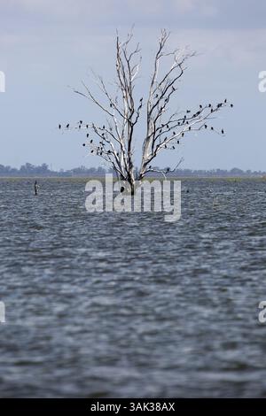 28 marzo 2017 - Buenos Aires, CABA, ARGENTINA - LAGUNA PICASA, RUTA NACIONAL 7..EN LOS ULTIMOS MESES se INCREMENTO NOTABLEMENTE LA EXTENSION DE LA LAGUNA..LIMITE ENTRE LA PROVINCIA DE BUENOS AIRES Y LA DE SANTA FE..FOTO DE Julian BONGIOVANNI.28/3/17.Inundacion de casco y campos (immagine di credito: © Julian Bongiovanni/la Nacion da/Gvia ZUMA/Press) Foto Stock
