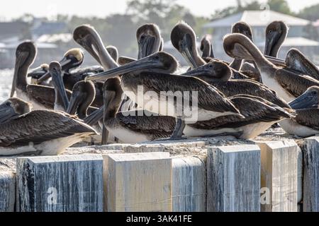 Pellicani bruni (Pelecanus occidentalis) al Mayport Landing del traghetto per il fiume St. Johns a Jacksonville, Florida. (USA) Foto Stock