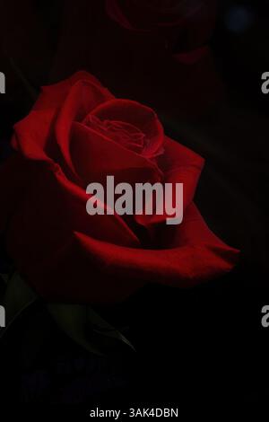 Luce brillante su una rosa rossa in fiore in un bouquet di fiori. Foto Stock
