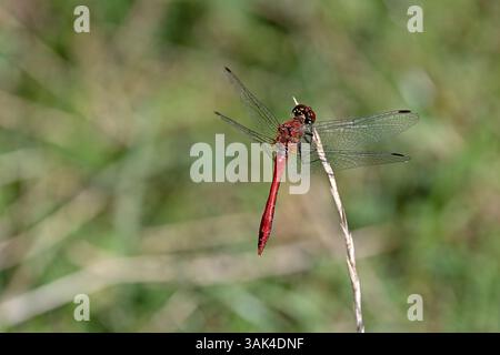 Un darter rude (Sympetrum sanguineum) che poggia su una lama secca di erba Foto Stock
