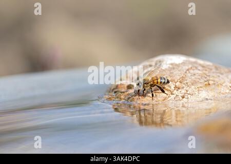 Ape del miele occidentale appollaiata su una pietra, bevendo acqua da un bagno per uccelli Foto Stock