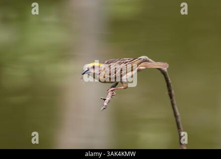 Baya weaver uccello appollaiato su un ramo.baya weaver è un uccello che si trova nel subcontinente indiano e nel sud-est asiatico. Foto Stock