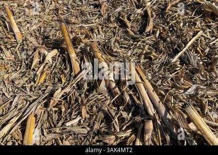 stoppie dopo la raccolta del mais in autunno , stoppie di mais alte spesse e molto dure in un campo agricolo , primo piano Foto Stock