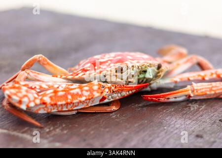 Granchio rosso appena cucinato servito su un tavolo a Isla Gigantes, Iloilo, Filippine, noto per il suo ricco pesce e la tradizione culinaria dell'isola Foto Stock