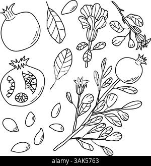 Black and White Line Art of Pomegranates, Branches, Leaves e Seeds Illustrazione Vettoriale