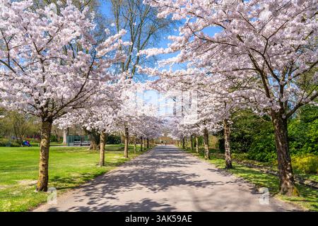 Cherry Avenue, fioritura ornamentale dei ciliegi nel Grugapark di Essen, ciliegie di maggio giapponesi, Prunus x yedoensis, un punto di riferimento per i visitatori in primavera, molti peo Foto Stock
