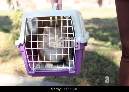 Proprietario che tiene in mano il portabicchieri con un gatto carino all'aperto, primo piano Foto Stock