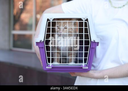 Proprietario che tiene in mano il portabicchieri con un gatto carino all'aperto, primo piano Foto Stock