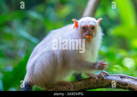 Il marmoset argentato (Mico argentatus) è una scimmia del nuovo mondo che vive nella foresta pluviale amazzonica orientale in Brasile. La pelliccia è color argento biancastro Foto Stock