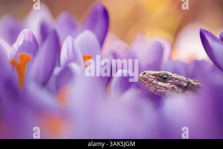 La lucertola vivipara o comune, Zootoca vivipara, in mezzo ai croci. Foto Stock