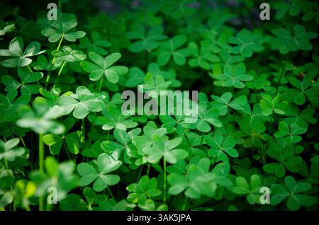 Foglie di trifoglio verde in un campo Foto Stock