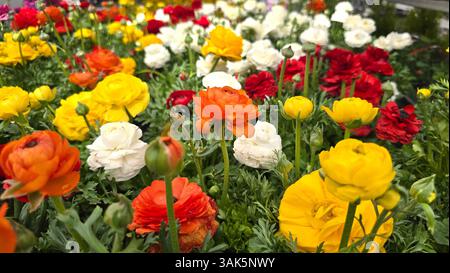 Campo di colorati fiori ranunculus in piena fioritura. I fiori rossi, arancioni, gialli e bianchi riempiono la cornice, creando un'allegra scena primaverile Foto Stock