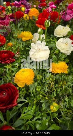 Coloratissimi fiori di ranunculus in piena fioritura, con petali bianchi, gialli, rossi, arancioni e viola. Vegetazione verde fitta in un giardino primaverile Foto Stock