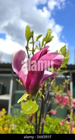 Vivace fiore di magnolia rosa che fiorisce sotto un cielo primaverile luminoso. Vista ravvicinata degli eleganti petali e delle fresche foglie verdi, catturate in naturale Foto Stock
