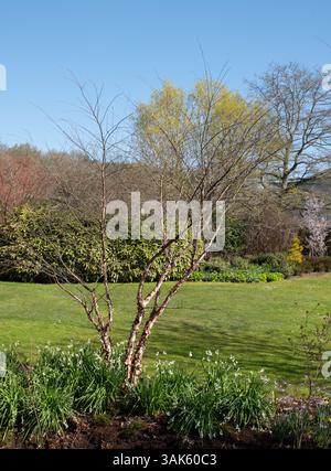 Betula nigra River Birch Foto Stock