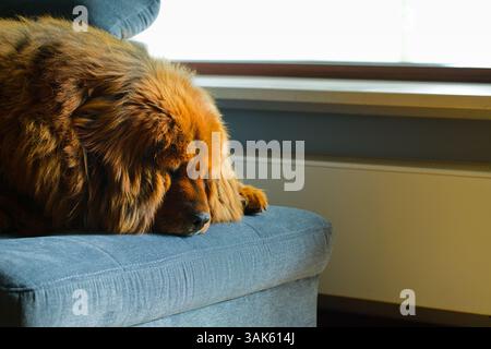 Un calmo mastino tibetano rosso giace su un divano grigio, il suo denso cappotto illuminato dalla luce naturale che filtra attraverso la finestra. Foto Stock