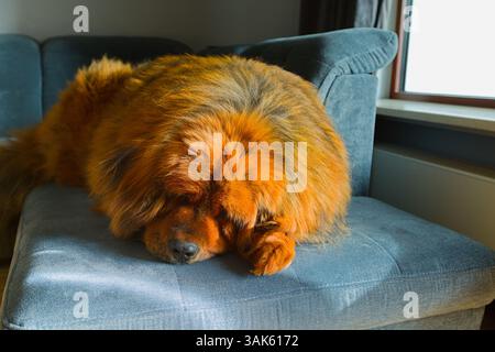 Un maestoso mastino tibetano rosso con uno spesso cappotto che scorre giace comodamente su un divano grigio sotto una finestra, crogiolandosi nella luce naturale soffusa. Foto Stock