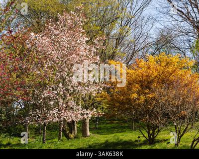 Fiori primaverili del robusto ciliegio, Prunus "Matsumae-Fuki", in contrasto con il fogliame dorato di Acer palmatum "Katsura" Foto Stock