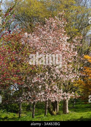 Fiori primaverili dell'arbusto ciliegino giapponese in fiore, Prunus "Matsumae-Fuki" Foto Stock