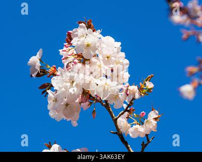 Fiori primaverili dell'arbusto ciliegino giapponese in fiore, Prunus "Matsumae-Fuki" Foto Stock