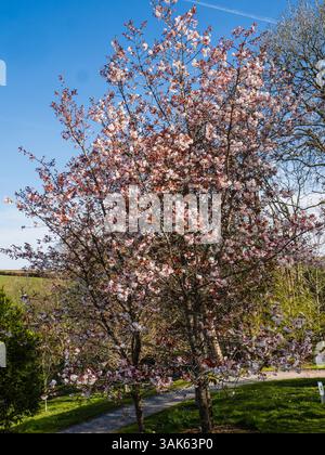 Fiori primaverili dell'arbusto ciliegino giapponese in fiore, Prunus "Matsumae-Fuki" Foto Stock