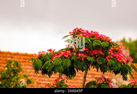 Albizia julibrissin, la seta persiana. Dalla famiglia Fabaceae, alberi di mimosa. Colore rosa sui fiori. In parte chiarezza Foto Stock