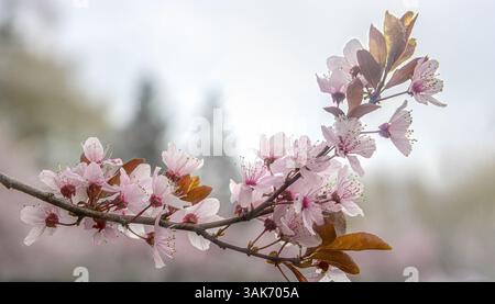 Ramo in fiore di ciliegio contro il cielo primaverile, sfondo naturale sfocato Foto Stock